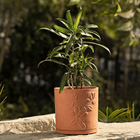 planter