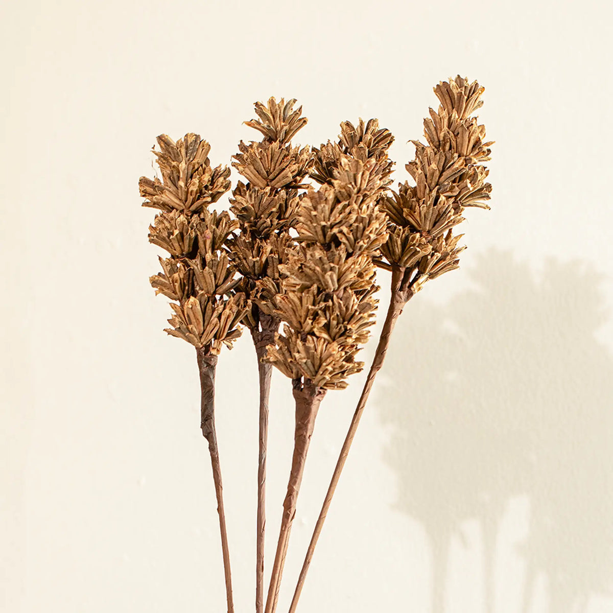 Malar sesame seed brown Set of 5