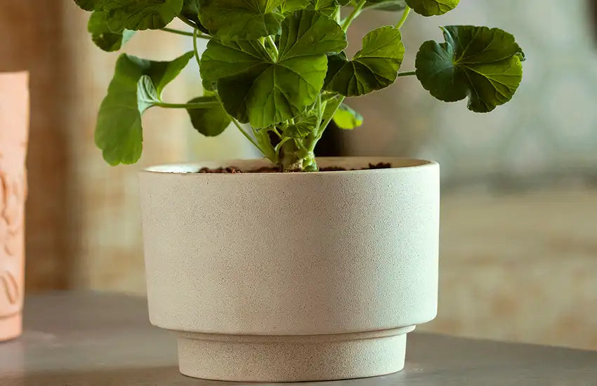 Sustainable Planters to Transform Your Home – ellementry