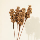 Malar sesame seed brown Set of 5