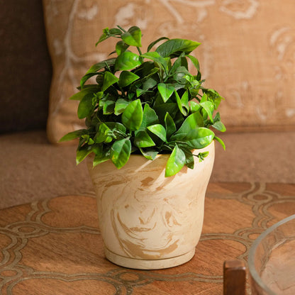 Amber Love Ceramic Planter - curved