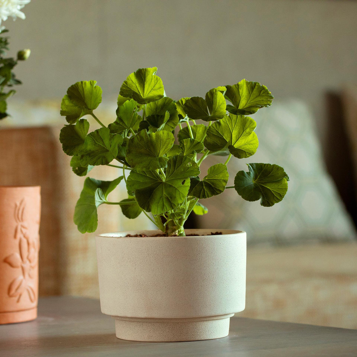 Ort Ceramic Planter (Short) - ellementry