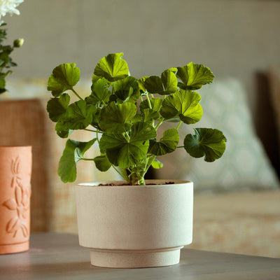 Ort Ceramic Planter (Short) - ellementry